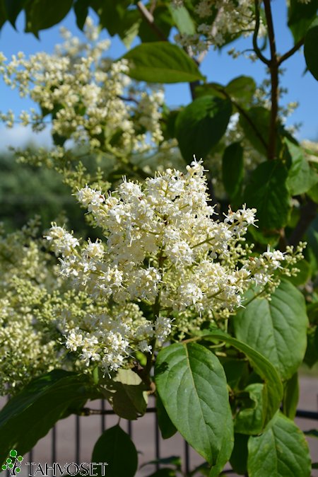 Syringa reticulata 'City of Toronto', japaninlikusterisyreeni